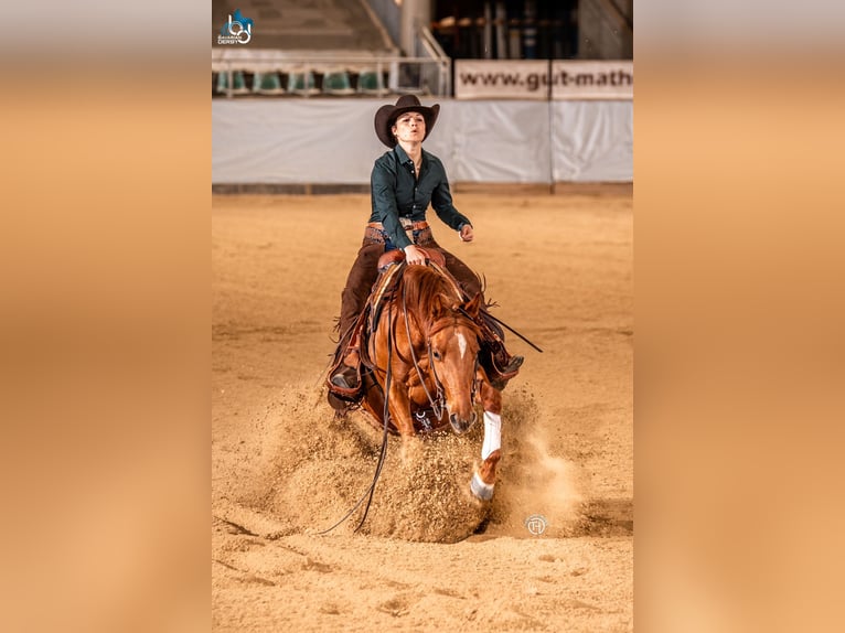 American Quarter Horse Wallach 5 Jahre 153 cm Fuchs in Simonswald