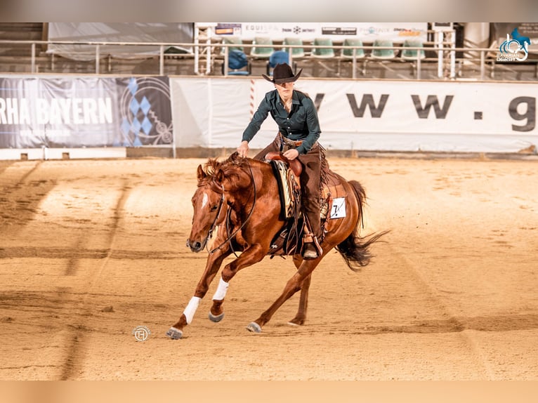 American Quarter Horse Wallach 5 Jahre 153 cm Fuchs in Simonswald