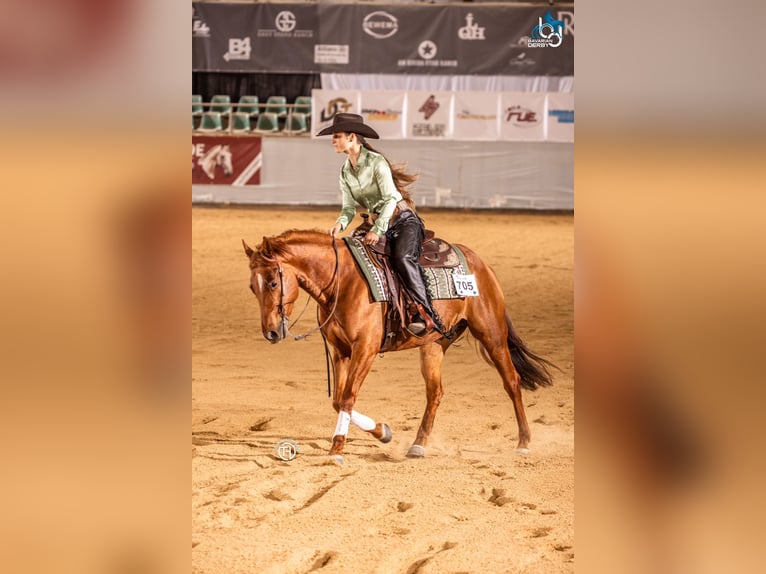 American Quarter Horse Wallach 5 Jahre 153 cm Fuchs in Simonswald