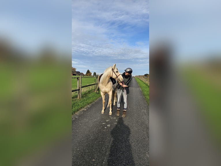 American Quarter Horse Wallach 5 Jahre 153 cm Palomino in Waltrop