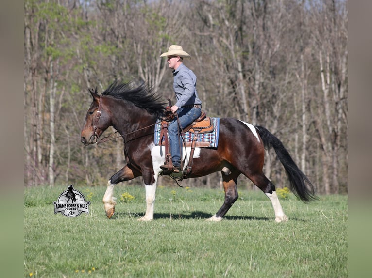 American Quarter Horse Wallach 5 Jahre 153 cm Tobiano-alle-Farben in Mount Vernon