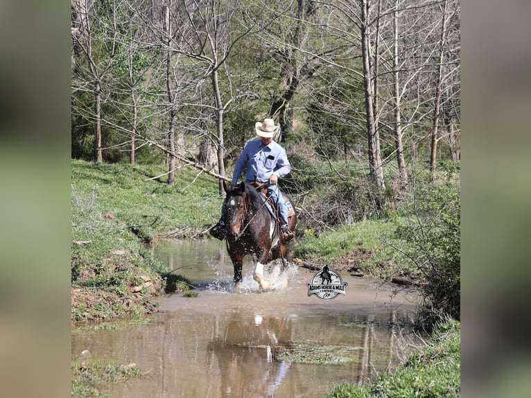 American Quarter Horse Wallach 5 Jahre 153 cm Tobiano-alle-Farben in Mount Vernon