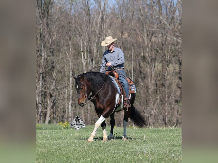 American Quarter Horse Wallach 5 Jahre 153 cm Tobiano-alle-Farben in Mount Vernon