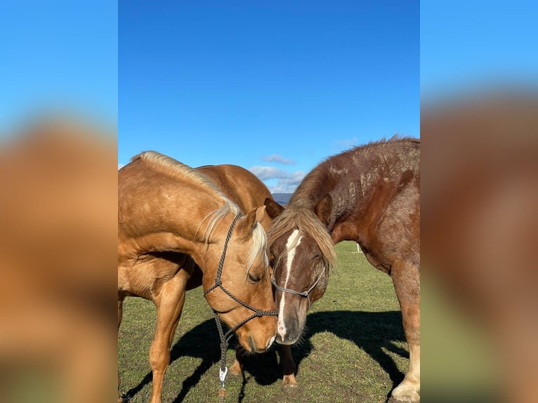 American Quarter Horse Wallach 5 Jahre 153 cm  in AcworthMartin