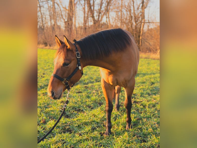 American Quarter Horse Wallach 5 Jahre 154 cm Buckskin in Bad Dürrenberg