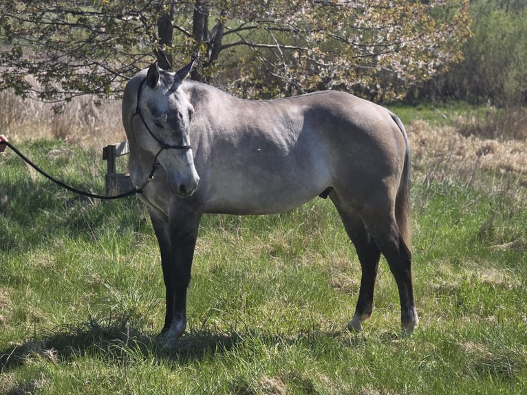American Quarter Horse Wallach 5 Jahre 154 cm  in Glasin