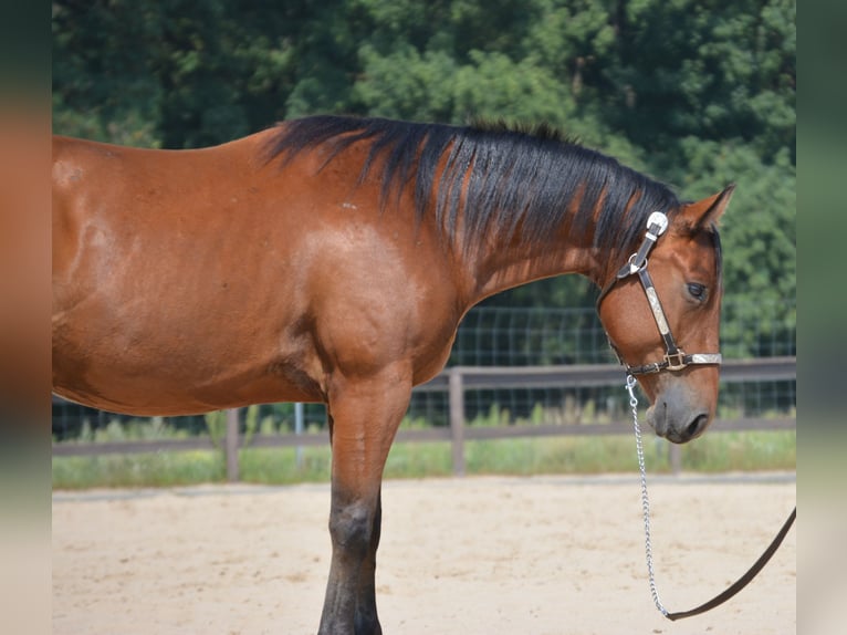 American Quarter Horse Wallach 5 Jahre 155 cm Brauner in Wusterhausen (Dosse)