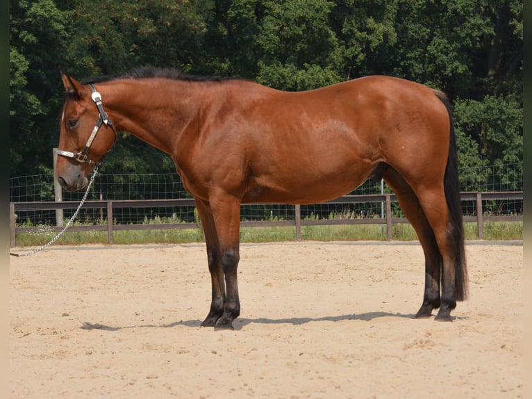 American Quarter Horse Wallach 5 Jahre 155 cm Brauner in Wusterhausen (Dosse)