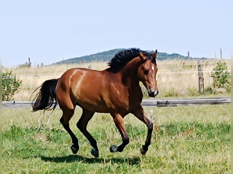 American Quarter Horse Wallach 5 Jahre 155 cm Brauner in Freystadt