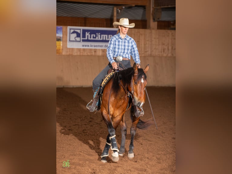 American Quarter Horse Wallach 5 Jahre 155 cm Brauner in Freystadt