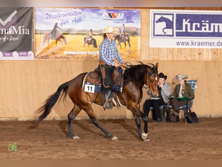 American Quarter Horse Wallach 5 Jahre 155 cm Brauner in Freystadt