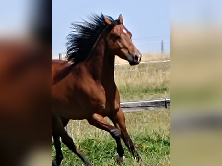 American Quarter Horse Wallach 5 Jahre 155 cm Brauner in Freystadt
