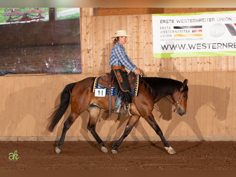American Quarter Horse Wallach 5 Jahre 155 cm Brauner in Freystadt