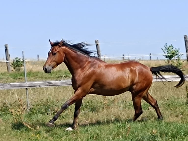 American Quarter Horse Wallach 5 Jahre 155 cm Brauner in Freystadt