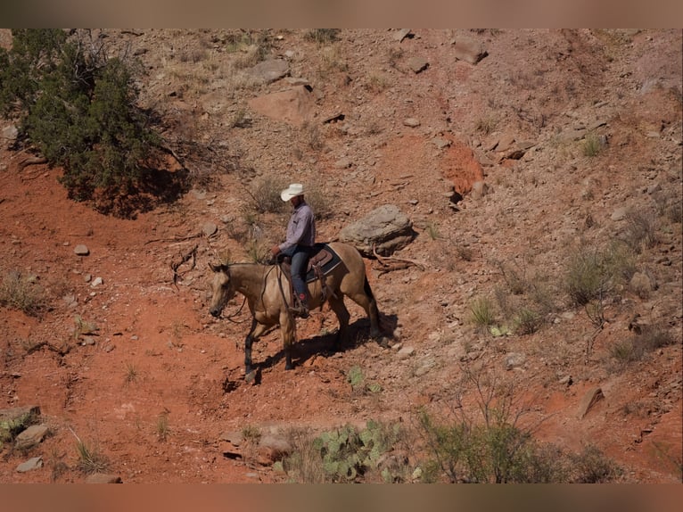 American Quarter Horse Wallach 5 Jahre 155 cm Buckskin in Canyon, TX