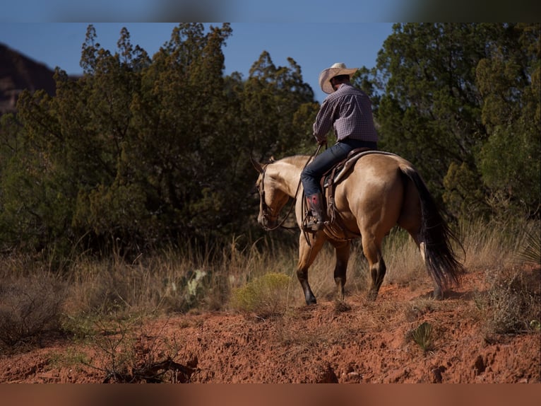 American Quarter Horse Wallach 5 Jahre 155 cm Buckskin in Canyon, TX