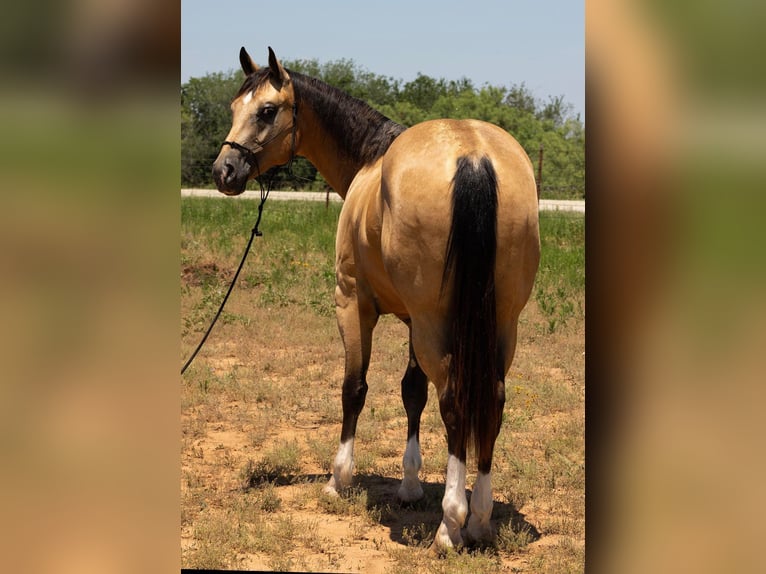 American Quarter Horse Wallach 5 Jahre 155 cm Buckskin in Byers TX