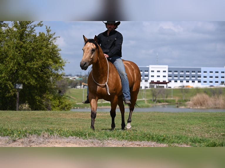 American Quarter Horse Wallach 5 Jahre 155 cm Buckskin in Waco