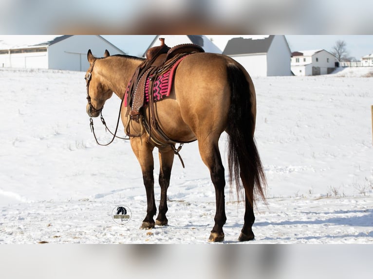 American Quarter Horse Wallach 5 Jahre 155 cm Buckskin in Fredericksburg