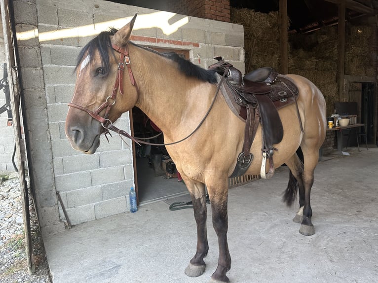 American Quarter Horse Mix Wallach 5 Jahre 155 cm Buckskin in Zagreb