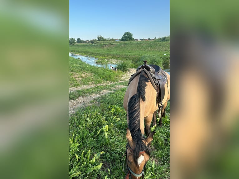 American Quarter Horse Mix Wallach 5 Jahre 155 cm Buckskin in Zagreb