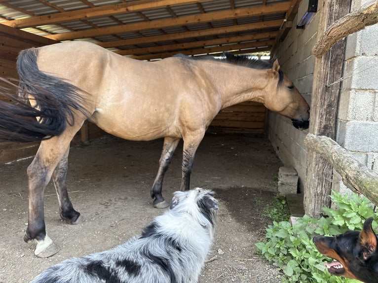 American Quarter Horse Mix Wallach 5 Jahre 155 cm Buckskin in Zagreb