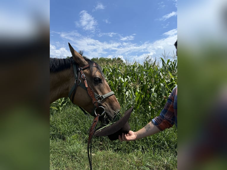 American Quarter Horse Mix Wallach 5 Jahre 155 cm Buckskin in Zagreb