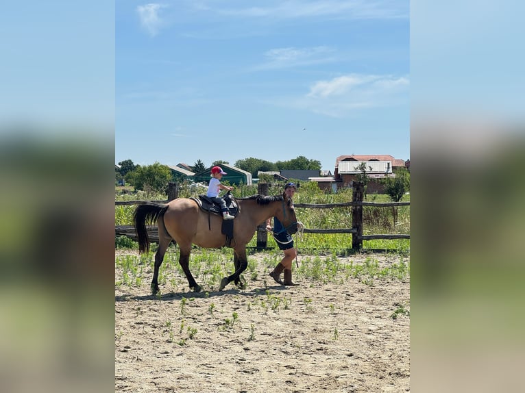 American Quarter Horse Mix Wallach 5 Jahre 155 cm Buckskin in Zagreb