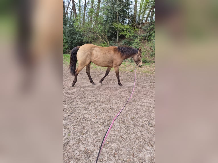 American Quarter Horse Mix Wallach 5 Jahre 155 cm Buckskin in Meppen