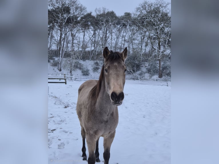 American Quarter Horse Mix Wallach 5 Jahre 155 cm Buckskin in Meppen