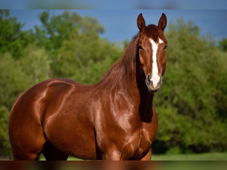 American Quarter Horse Wallach 5 Jahre 155 cm Dunkelfuchs in Cole Camp, MO