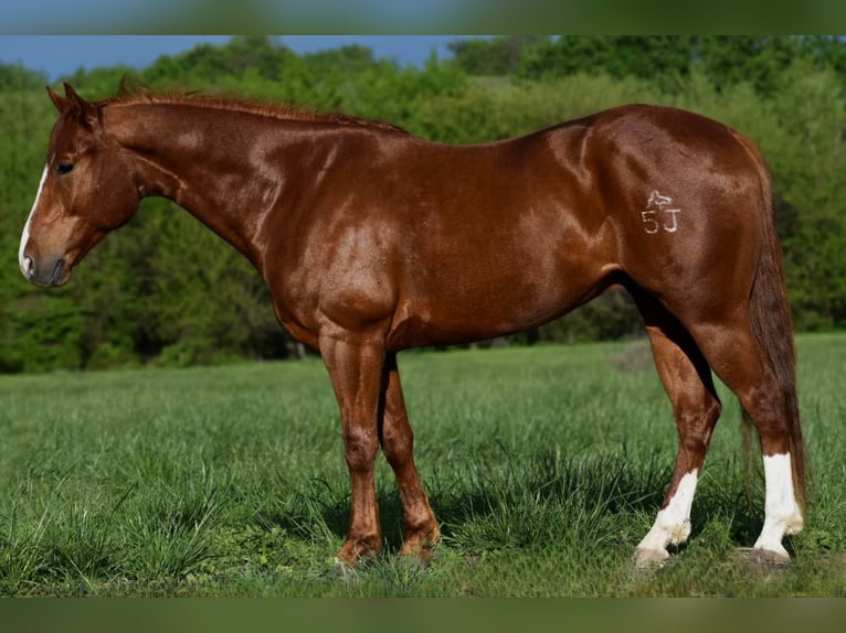 American Quarter Horse Wallach 5 Jahre 155 cm Dunkelfuchs in Cole Camp, MO