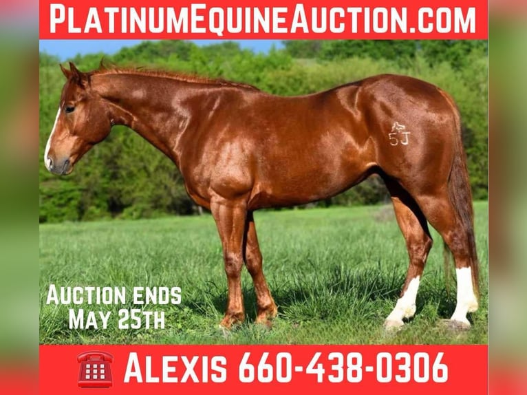 American Quarter Horse Wallach 5 Jahre 155 cm Dunkelfuchs in Cole Camp, MO