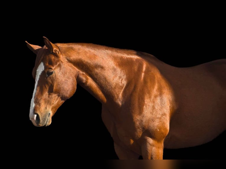 American Quarter Horse Wallach 5 Jahre 155 cm Dunkelfuchs in Cole Camp, MO