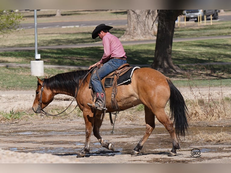 American Quarter Horse Wallach 5 Jahre 155 cm Falbe in Canyon, TX