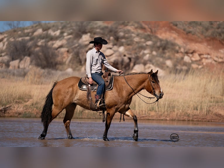 American Quarter Horse Wallach 5 Jahre 155 cm Falbe in Canyon, TX