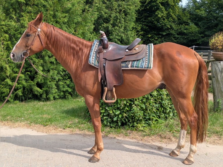 American Quarter Horse Wallach 5 Jahre 155 cm Fuchs in Krems II