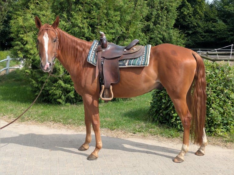 American Quarter Horse Wallach 5 Jahre 155 cm Fuchs in Krems II