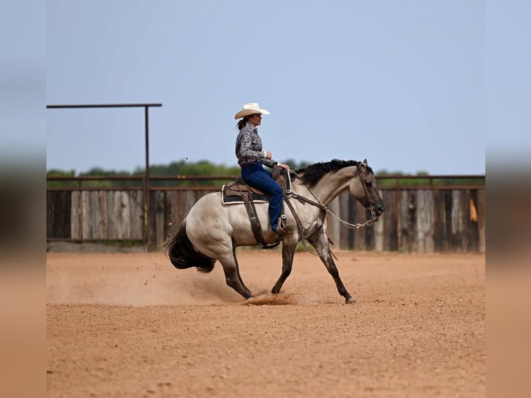 American Quarter Horse Wallach 5 Jahre 155 cm Grullo in Waco, TX
