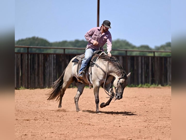 American Quarter Horse Wallach 5 Jahre 155 cm Grullo in Waco, TX
