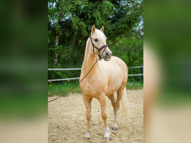 American Quarter Horse Mix Wallach 5 Jahre 155 cm Palomino in Buchholz (Westerwald)