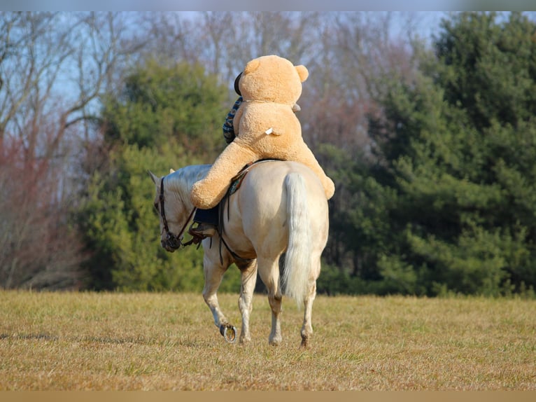 American Quarter Horse Wallach 5 Jahre 155 cm Palomino in Clarion, PA