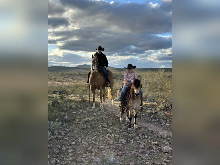 American Quarter Horse Wallach 5 Jahre 155 cm Palomino in Mount Vernon