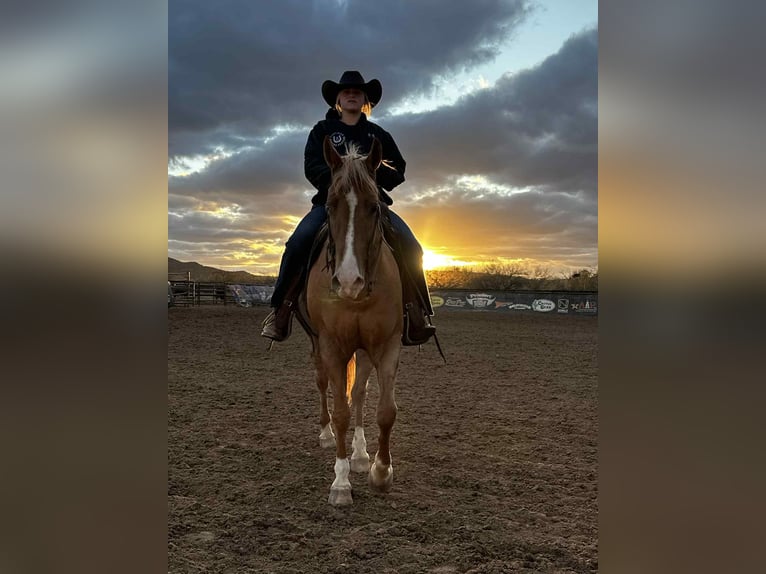 American Quarter Horse Wallach 5 Jahre 155 cm Palomino in Mount Vernon