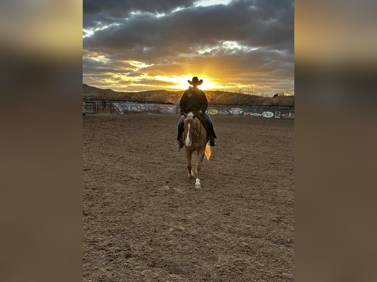 American Quarter Horse Wallach 5 Jahre 155 cm Palomino in Mount Vernon