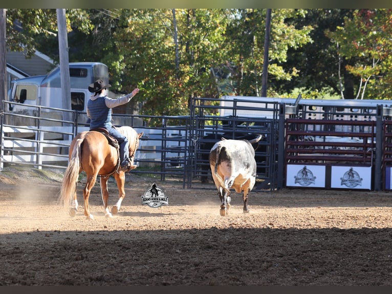 American Quarter Horse Wallach 5 Jahre 155 cm Palomino in Mount Vernon