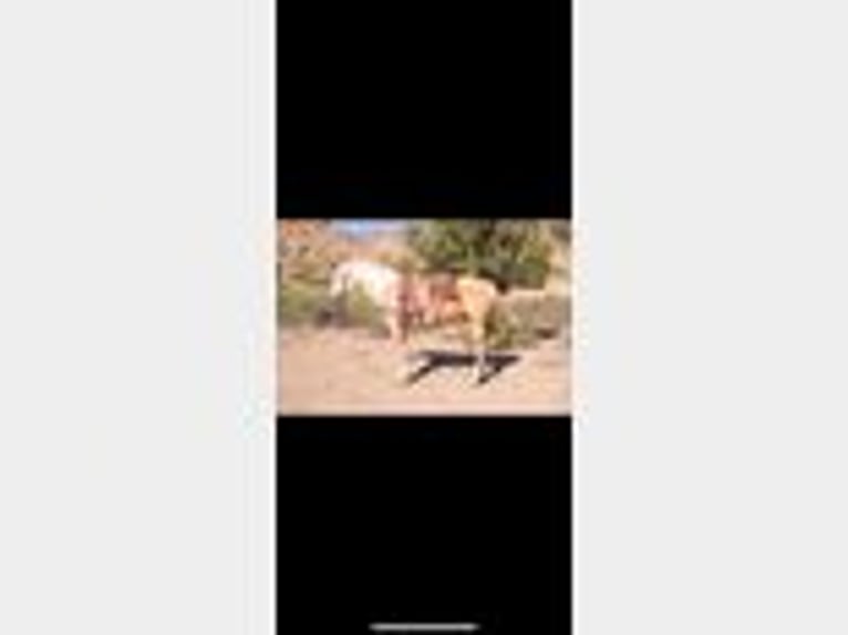 American Quarter Horse Wallach 5 Jahre 155 cm Palomino in Cliff, NM