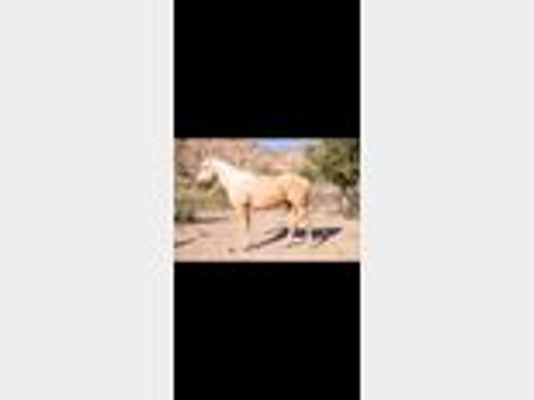 American Quarter Horse Wallach 5 Jahre 155 cm Palomino in Cliff, NM