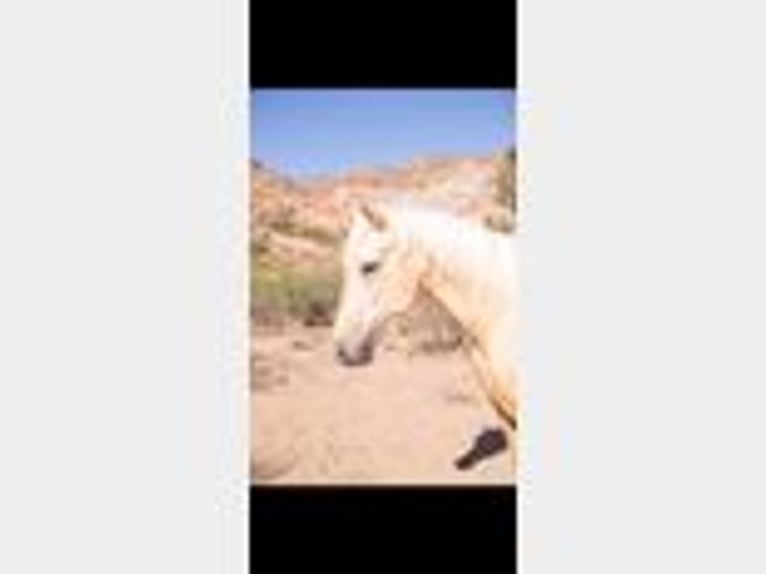 American Quarter Horse Wallach 5 Jahre 155 cm Palomino in Cliff, NM