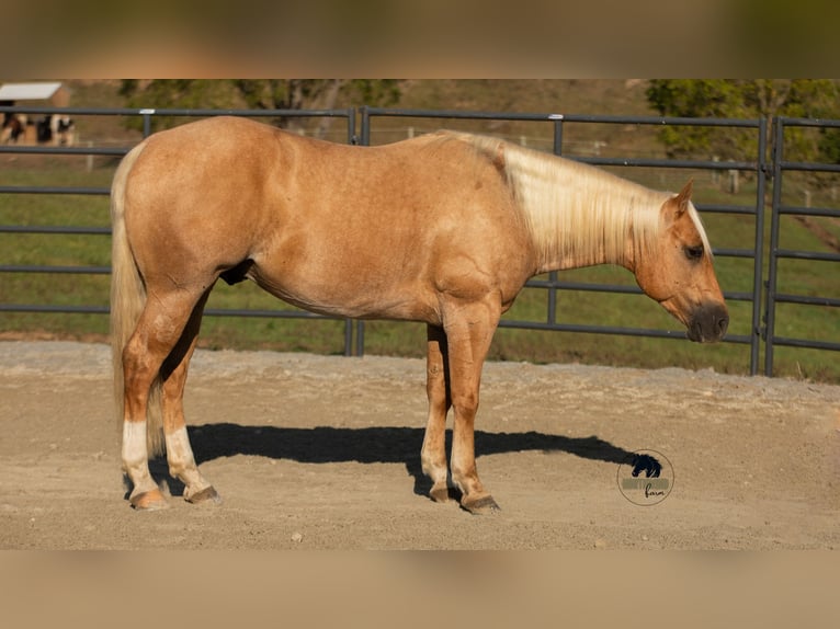 American Quarter Horse Wallach 5 Jahre 155 cm Palomino in Fredericksburg